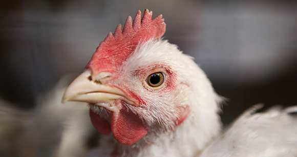 white domestic hen with red crest on head.