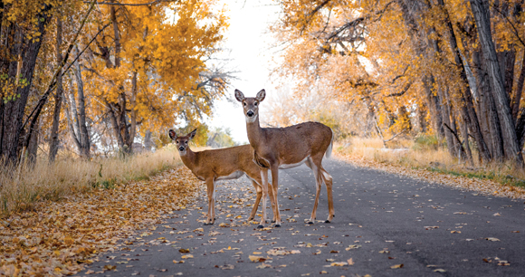 two dear stand in a road during autumn