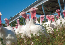 domestic free range turkeys in a pasture on an Illinois farm