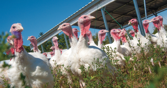 domestic free range turkeys in a pasture on an Illinois farm