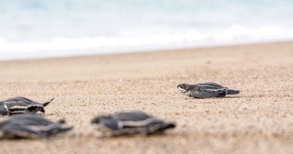 baby leatherback sea turtles crawl undisturbed on a beach
