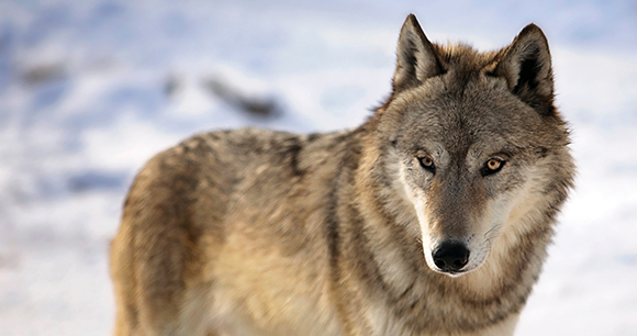 gray wolf in winter environment