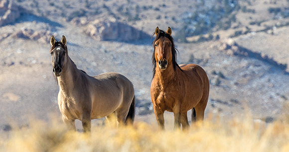 Wild Horse Stallions stand together in the Utah Desert