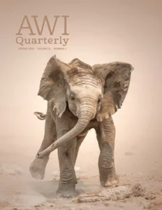a playful young elephant stomping in Namibia