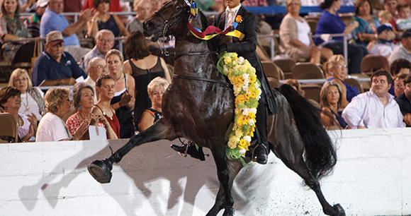 Tennessee walking horse with red eyes trots with exaggerated gait, dressed in flowers