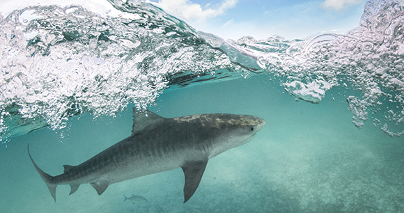 Tiger Shark swimming near surface