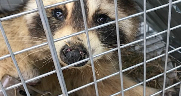 raccoon trapped behind cage