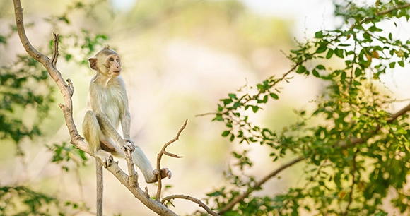 small macaque sits on tree branch
