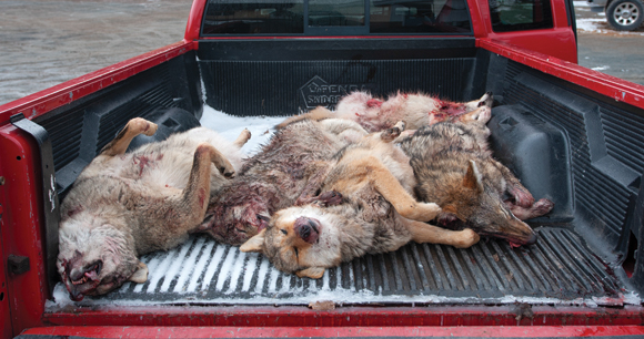 truck bed full of bloody, dead coyotes in New York from wildlife killing contest