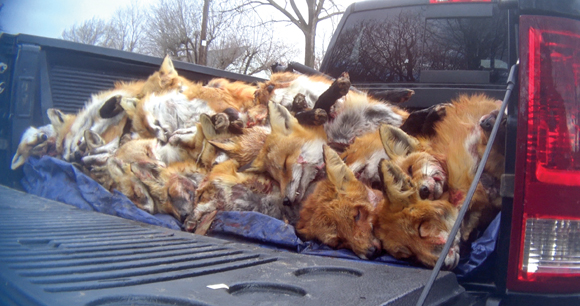 truck bed loaded with bloody, dead foxes from wildlife killing contest
