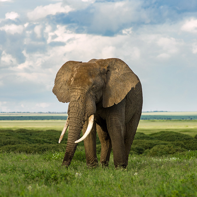 Endangered Animals