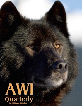 black wolf