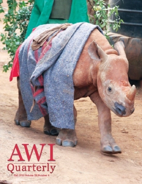 baby black rhinoceros walking with blanket
