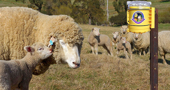 sheep and lamb embrace near a foxlight