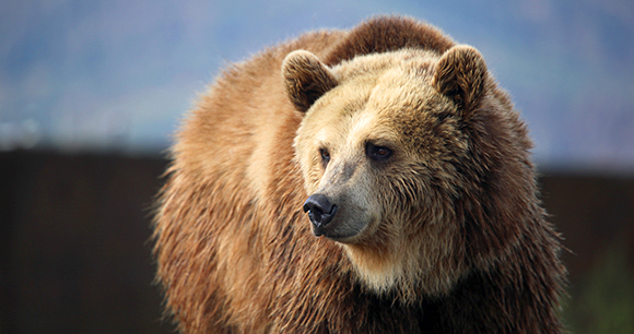 grizzly bear watches the ground