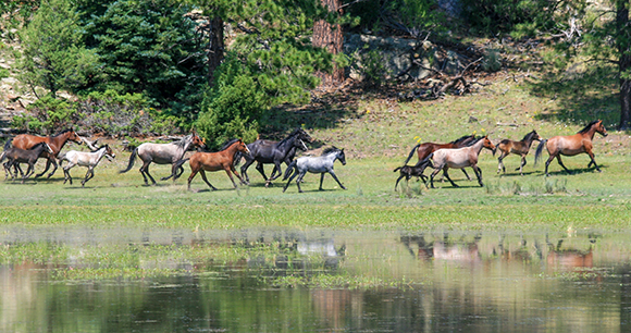 wild horses walk across a field past water