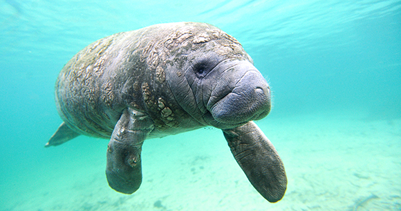 manatee swims in clear blue water