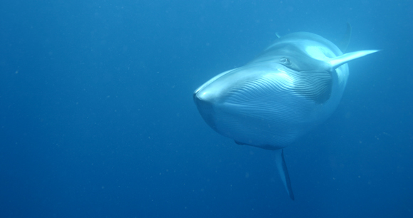 a dwarf minke whale glides underwater