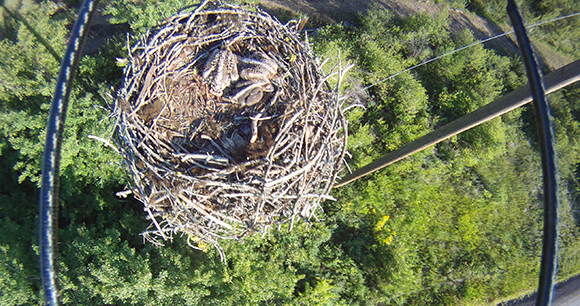 overhead view of raptor nest