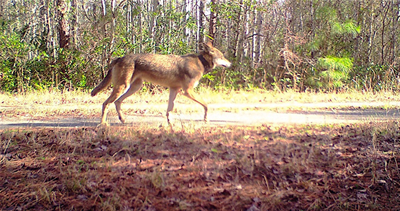 red wolf trots on road near forest