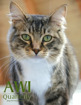 brown and white cat