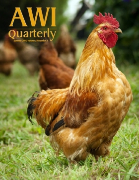 chicken roaming in grass