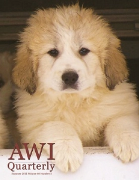 great pyrenees pup