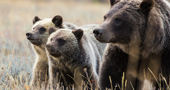 grizzly bear and cubs look out from low brush