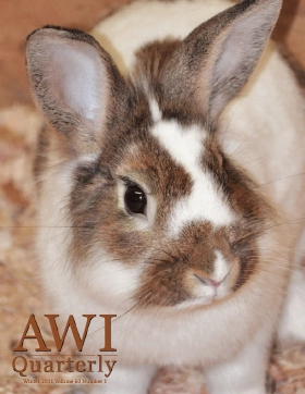 brown and white rabbit