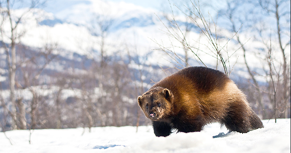 wolverine walks through snow near mountains