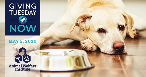 a yellow Labrador lies down in front of an empty bowl