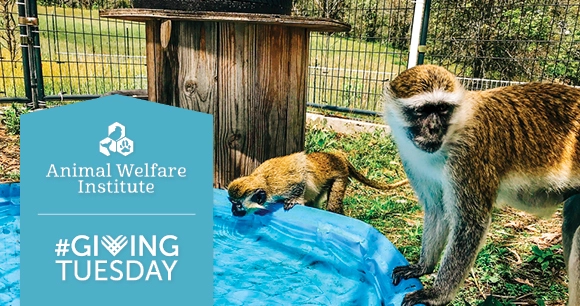 two primates sipping water from a blue baby pool at a sanctuary