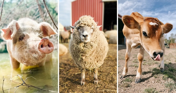 collage of three pictures showing a pig standing in water, a sheep in front of a barn and a cow calf standing in dirt