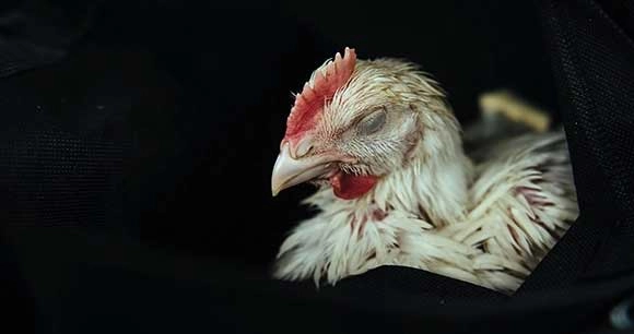 rescued chicken in poor condition