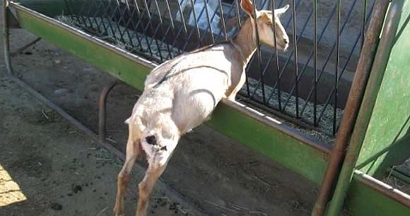 goat stuck in fence at Santa cruz