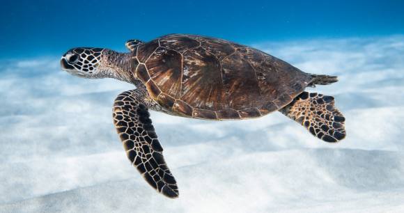 Green Sea Turtle