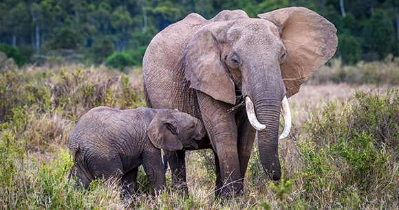 an African elephant stands with its nursing calf in a grassland