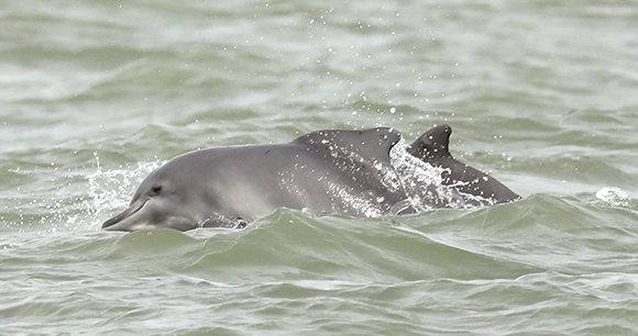 two atlantic humpback dolphins swimming on ocean surface