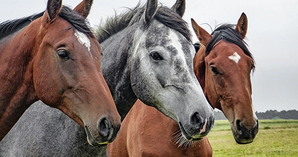 a trio of horses stand in close proximity at a horse farm