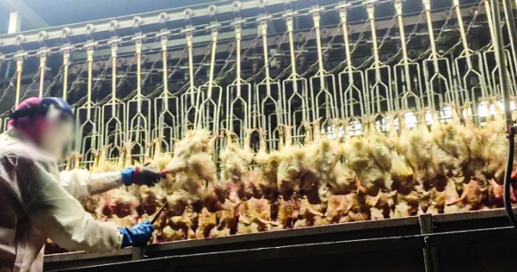 chickens hang upside down on a line in a slaughter facility