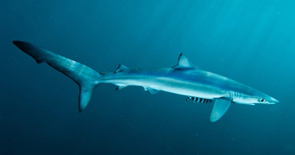 a slender blue shark swims in the ocean