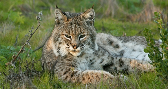 bobcat lounging in grass