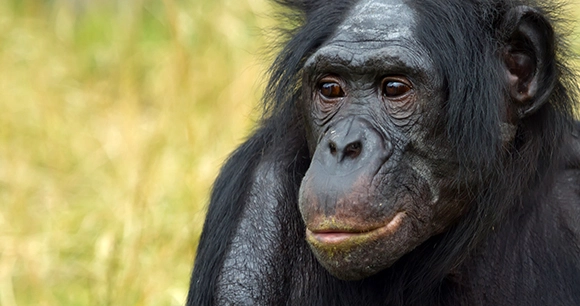 close up portrait of a bonobo ape sitting in grass