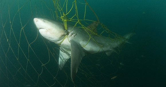 bull shark entangled in fishing net under water