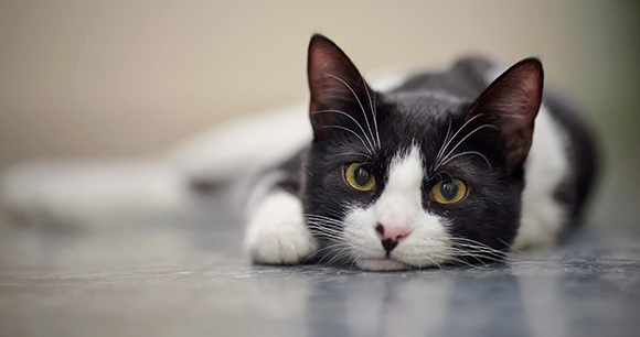 black and white kitten laying on cement floor