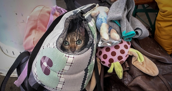 a cat in a travel backpack in Ukraine