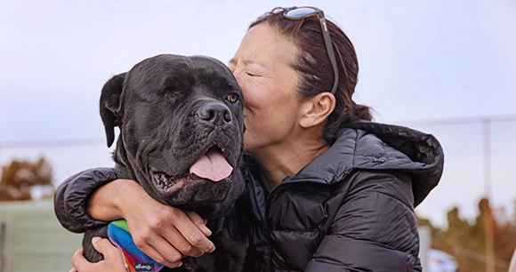 black cane corso dog being hugged by woman