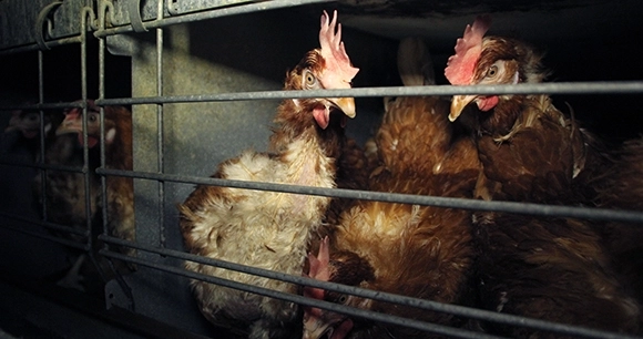 a close up of caged hens