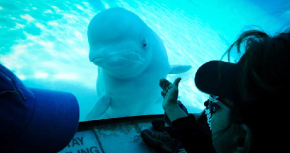a captive beluga whale is observed by onlookers through a tank