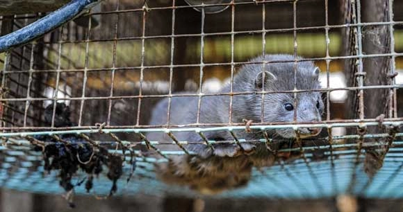 farmed mink lies in a metal cage